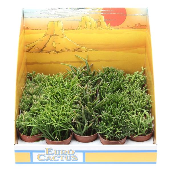 Горшечные цветы и растения оптом Rhipsalis Mix In Showbox от 20шт (для телеги) из Голландии с доставкой по России