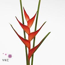 Срезанные цветы оптом Heliconia stricta tropical от 10шт из Голландии с доставкой по России