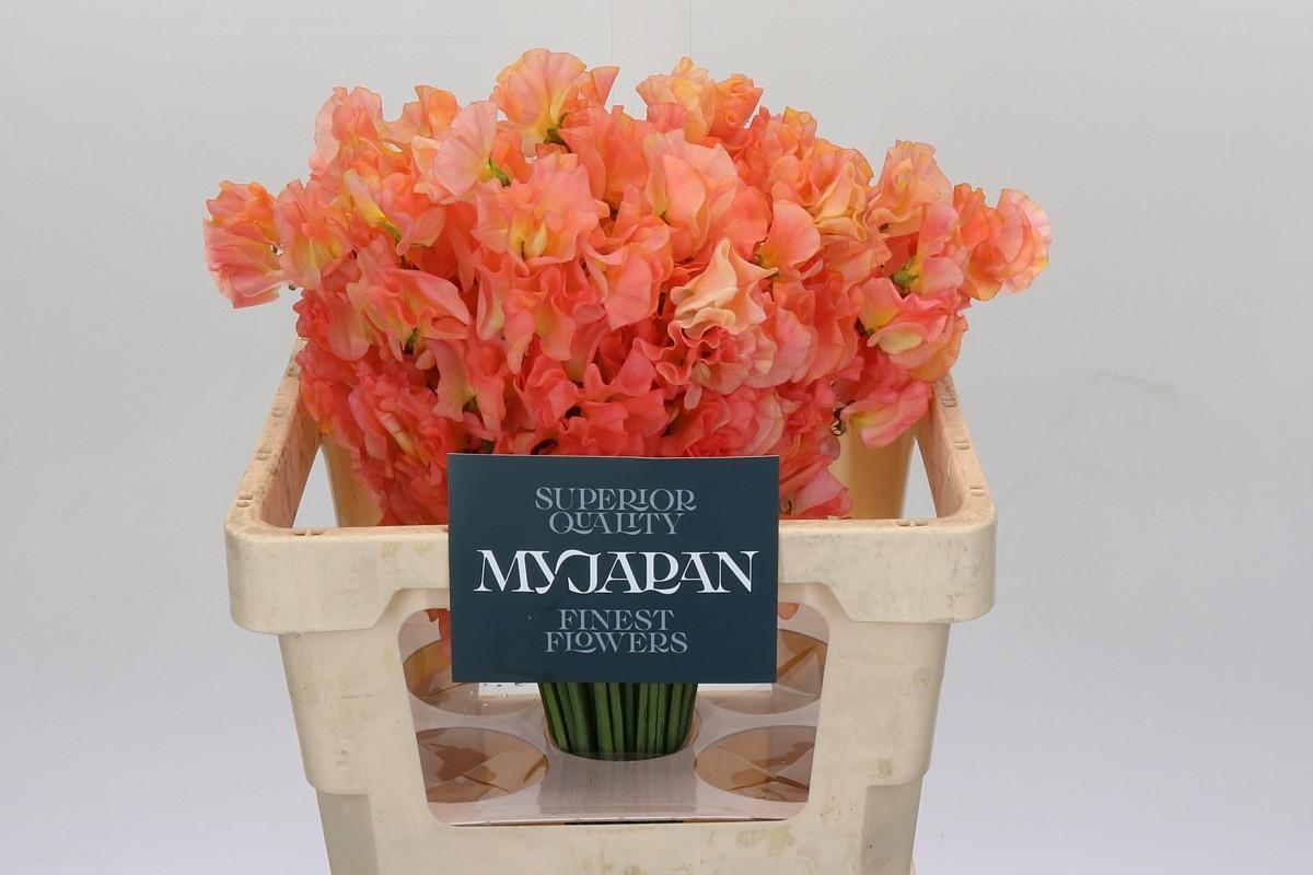 Срезанные цветы оптом Lathyrus paint orange magic от 50шт из Голландии с доставкой по России