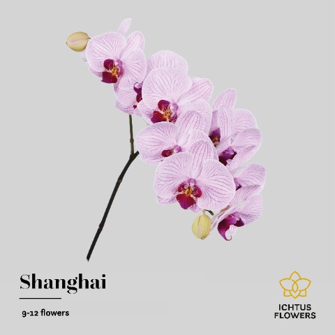 Срезанные цветы оптом Phalaenopsis shanghai (per stem) от 8шт из Голландии с доставкой по России