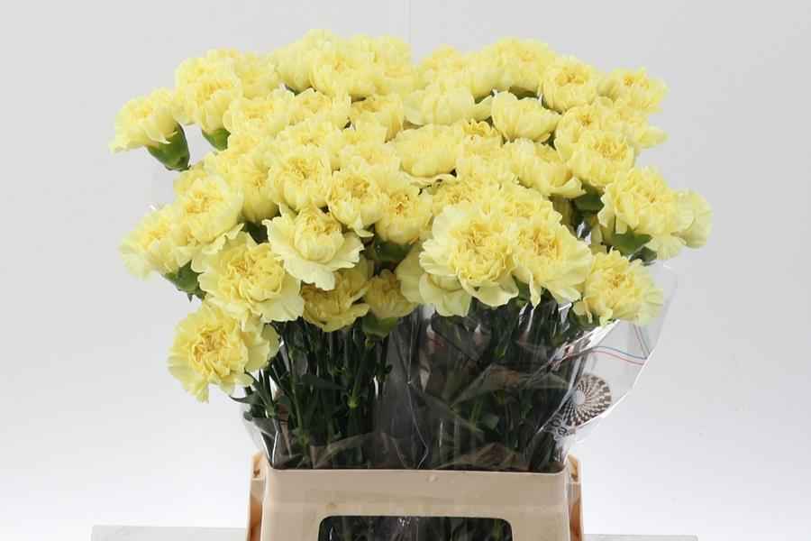 Срезанные цветы оптом Dianthus st minami lemon от 80шт из Голландии с доставкой по России