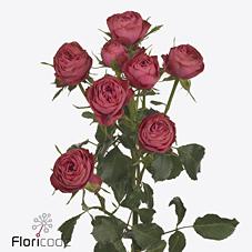 Срезанные цветы оптом Rosa spray grand trendsetter от 12шт из Голландии с доставкой по России