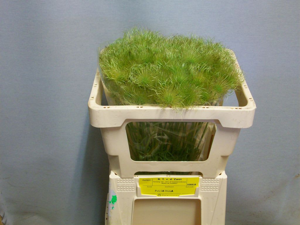 Срезанные цветы оптом Pulsatilla vulgaris alba от 50шт из Голландии с доставкой по России