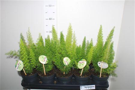 Горшечные цветы и растения оптом Aspar D Myers от 10шт из Голландии с доставкой по России