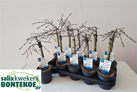 Горшечные цветы и растения оптом Salix Rep Iona от 10шт из Голландии с доставкой по России