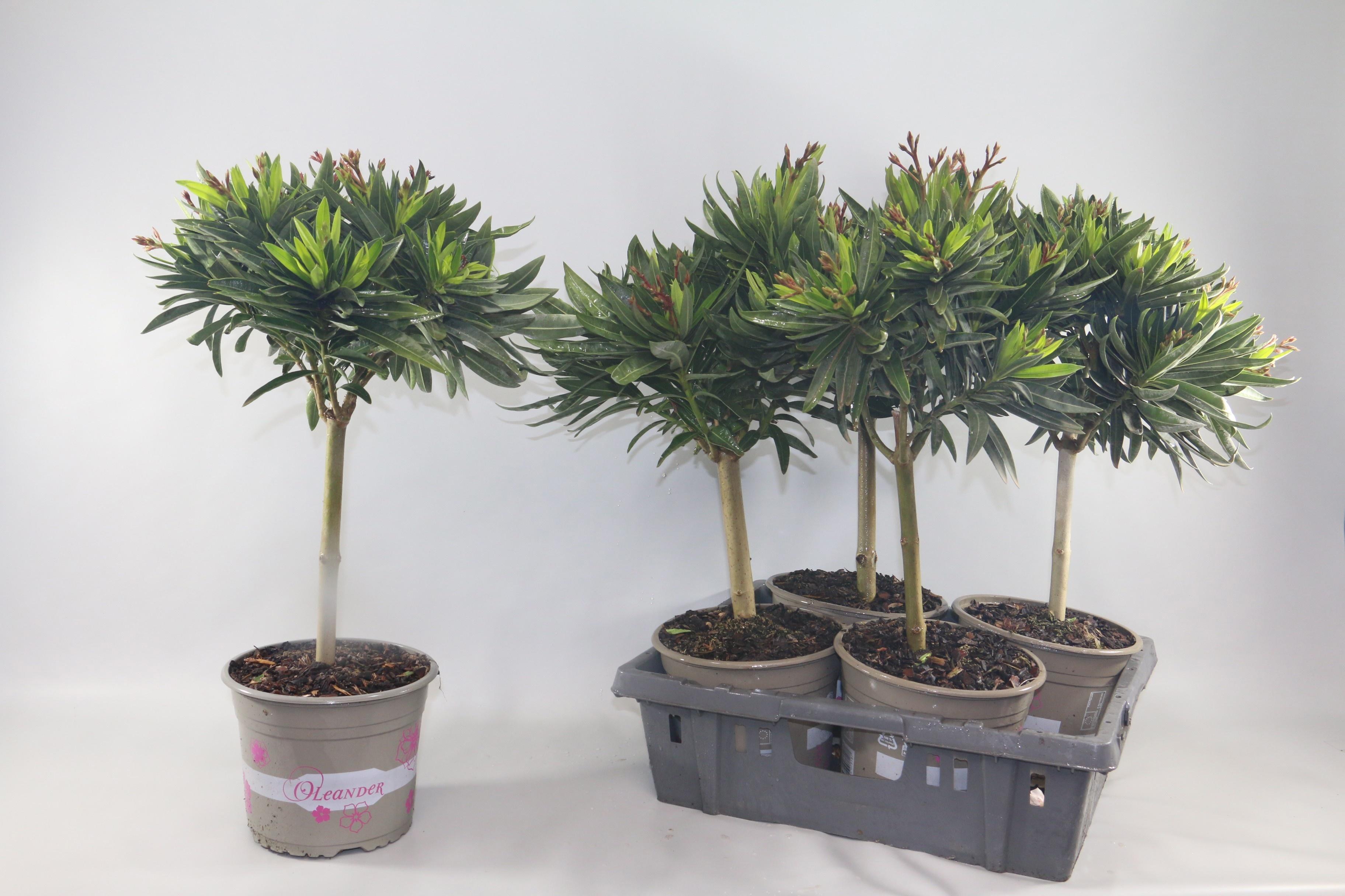 Горшечные цветы и растения оптом Nerium Oleander Ov от 4шт из Голландии с доставкой по России