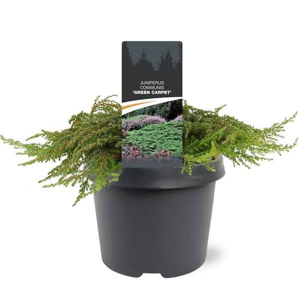 Горшечные цветы и растения оптом Juniperus Comm Green Carpet от 1шт из Голландии с доставкой по России