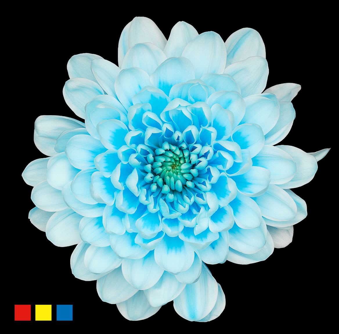 Срезанные цветы оптом Chrys sp paint altaj pastel blue от 40шт из Голландии с доставкой по России