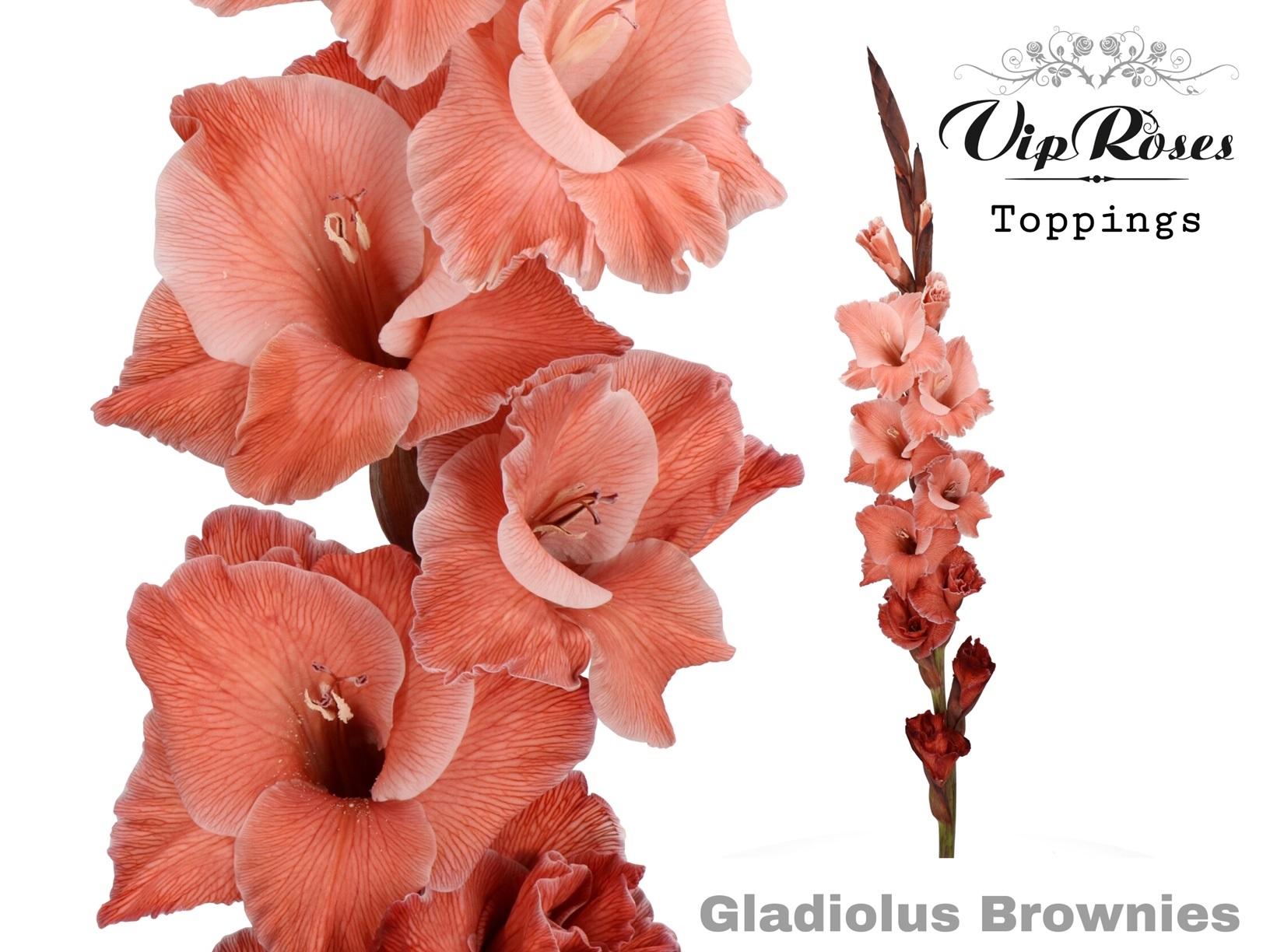 Срезанные цветы оптом Gladiolus la paint brownies от 40шт из Голландии с доставкой по России