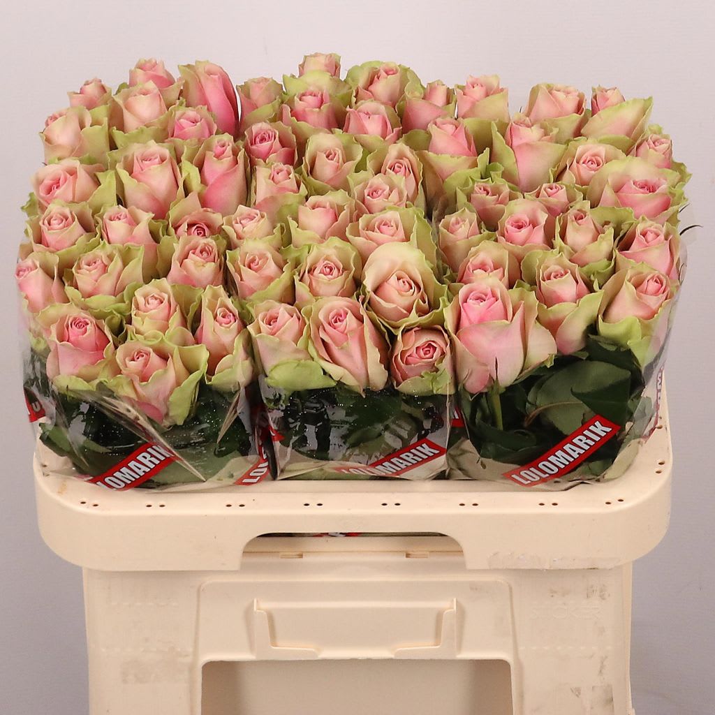 Срезанные цветы оптом Rosa large belle rose от 60шт... из Голландии с доставкой по России