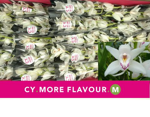 Срезанные цветы оптом Minicymbidium white insigne от 20шт из Голландии с доставкой по России