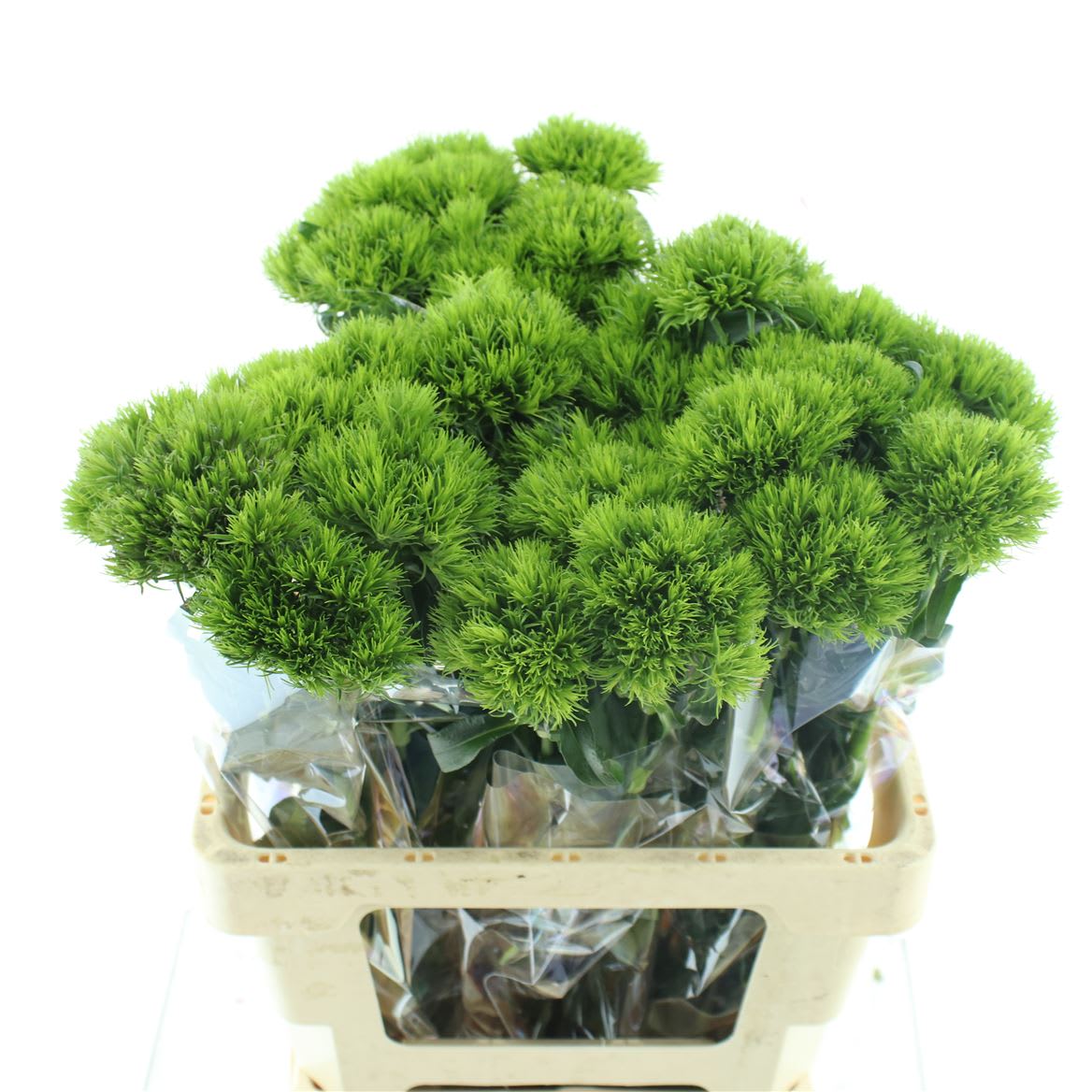 Срезанные цветы оптом Dianthus br kiwi mellow от 25шт из Голландии с доставкой по России