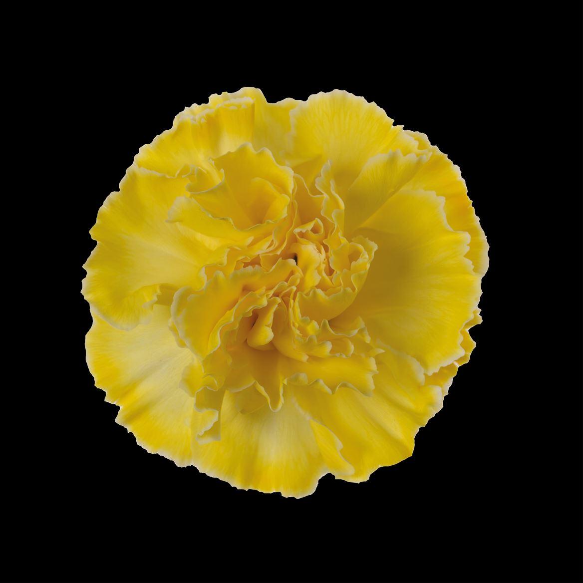 Срезанные цветы оптом Dianthus st paint yellow от 80шт из Голландии с доставкой по России