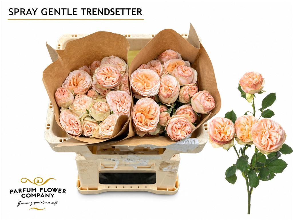 Срезанные цветы оптом Rosa spray gentle trendsetter от 12шт из Голландии с доставкой по России