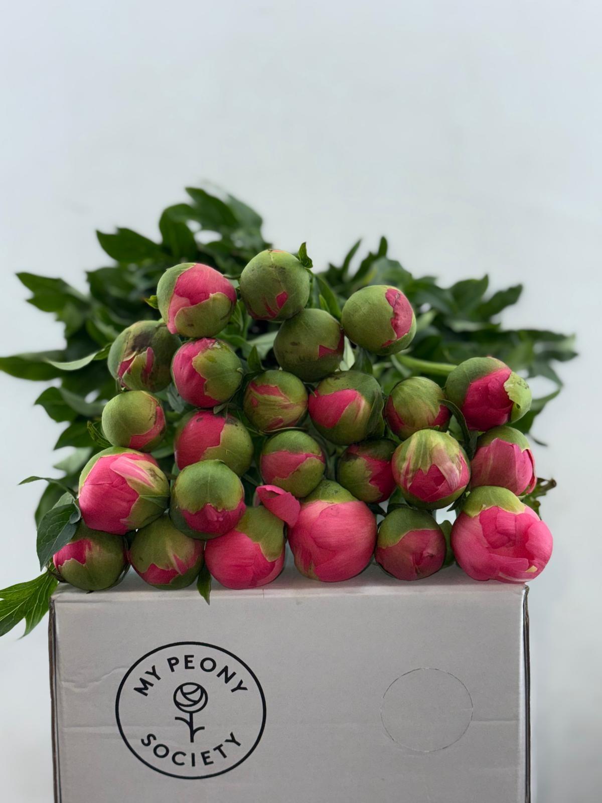 Срезанные цветы оптом Paeonia coral sunset от 80шт из Голландии с доставкой по России