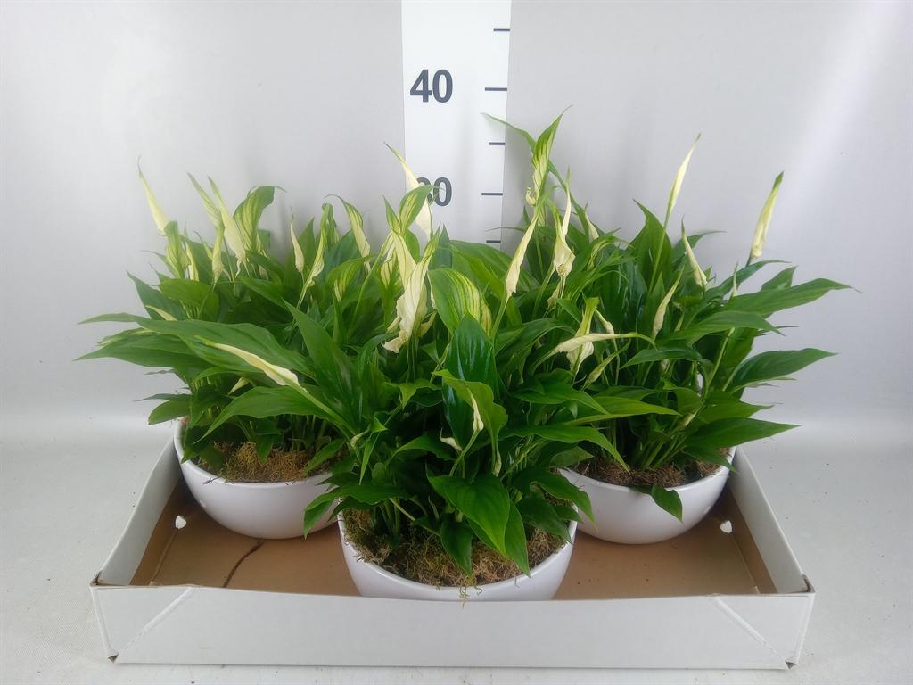 Горшечные цветы и растения оптом Spathiphyllum pearl Cupido от 3шт из Голландии с доставкой по России