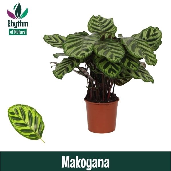 Горшечные цветы и растения оптом Calathea Makoyana (rhythm Of Nature) от 8шт из Голландии с доставкой по России