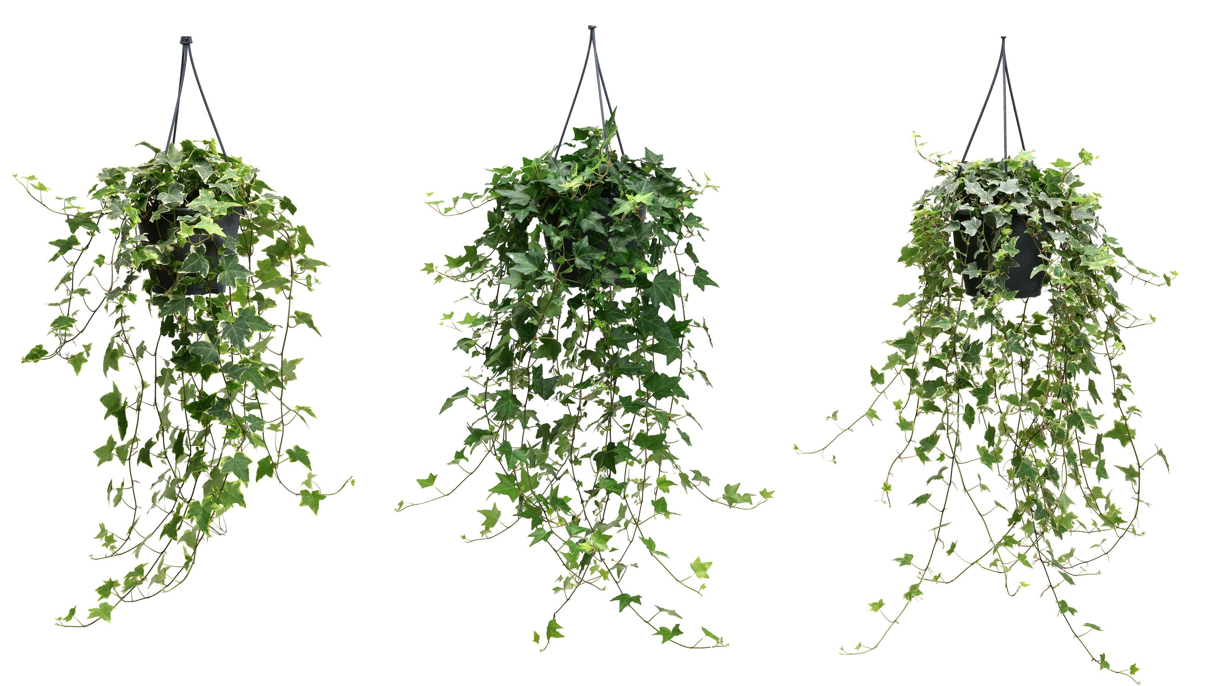 Горшечные цветы и растения оптом Hedera Hel. Mix от 4шт из Голландии с доставкой по России