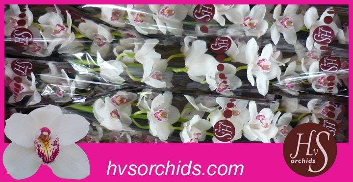 Срезанные цветы оптом Cymbidium white vanity от 10шт из Голландии с доставкой по России