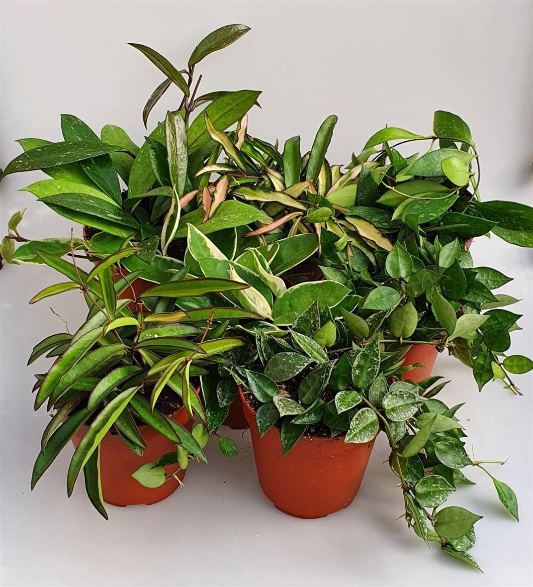 Горшечные цветы и растения оптом Hoya Carnosa Mix от 8шт из Голландии с доставкой по России