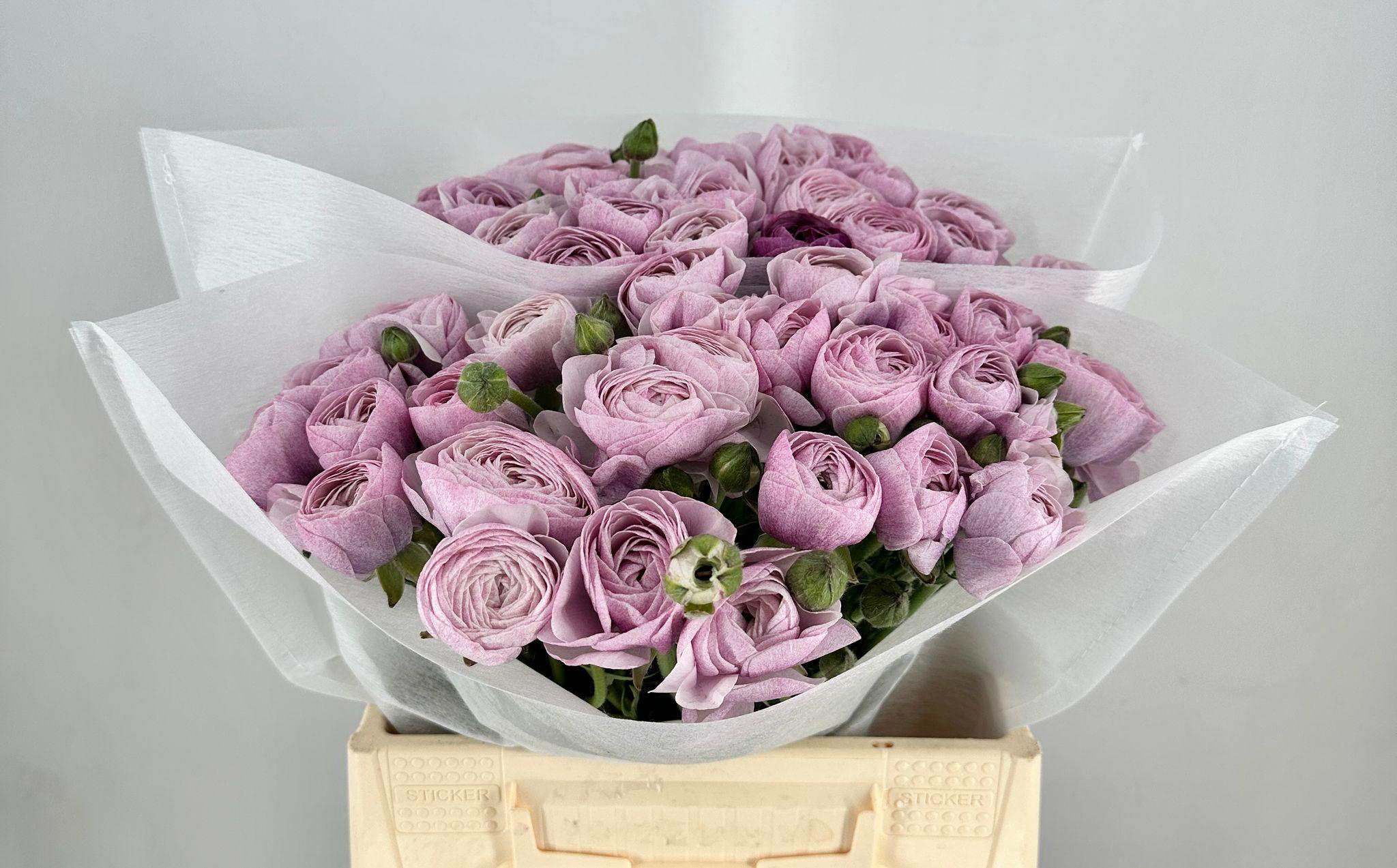 Срезанные цветы оптом Ranunculus clooney nebbia от 50шт из Голландии с доставкой по России