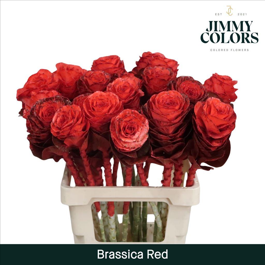 Срезанные цветы оптом Brassica L60 Red от 20шт из Голландии с доставкой по России