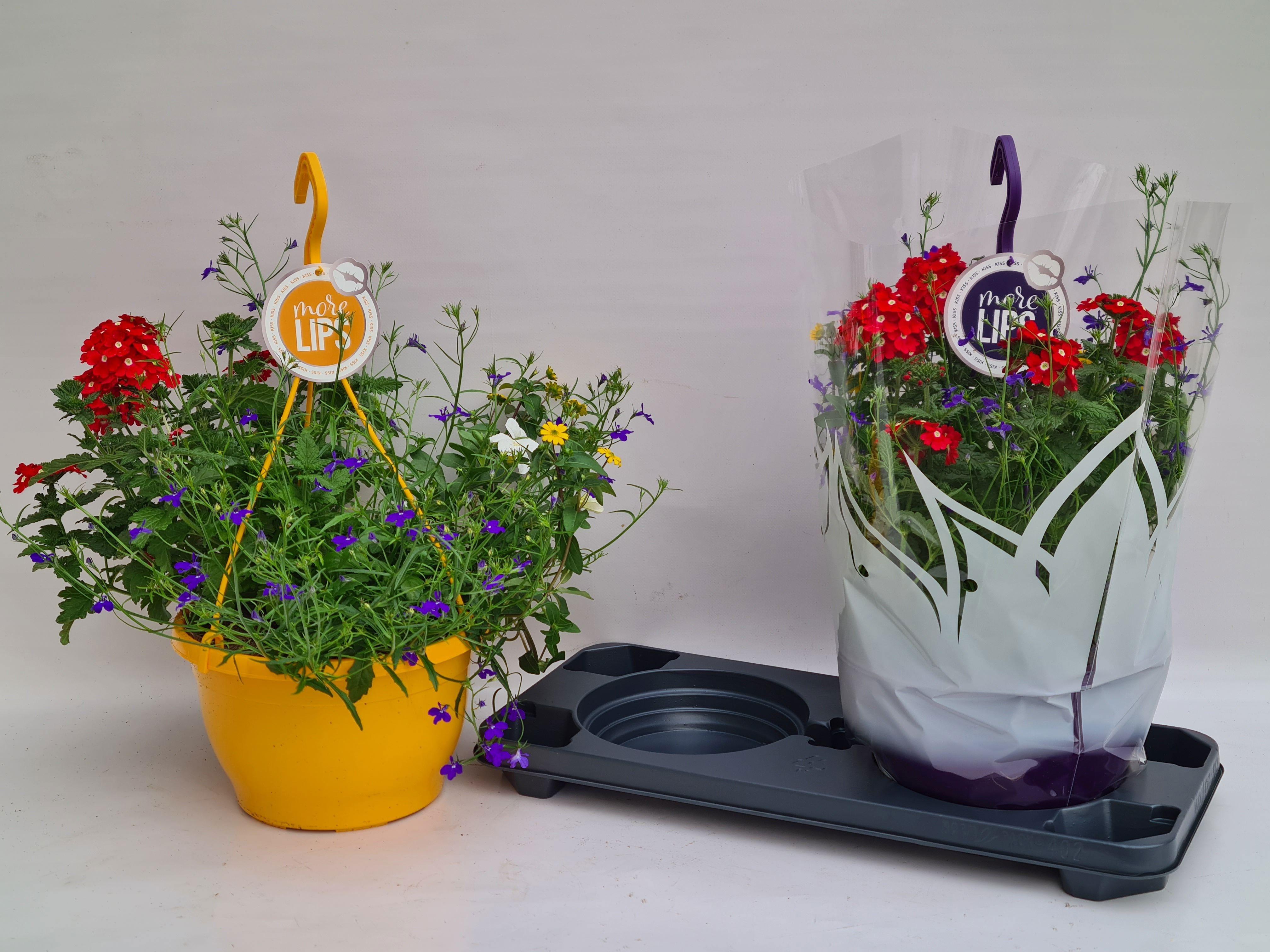 Горшечные цветы и растения оптом Hanging Baskets от 2шт из Голландии с доставкой по России