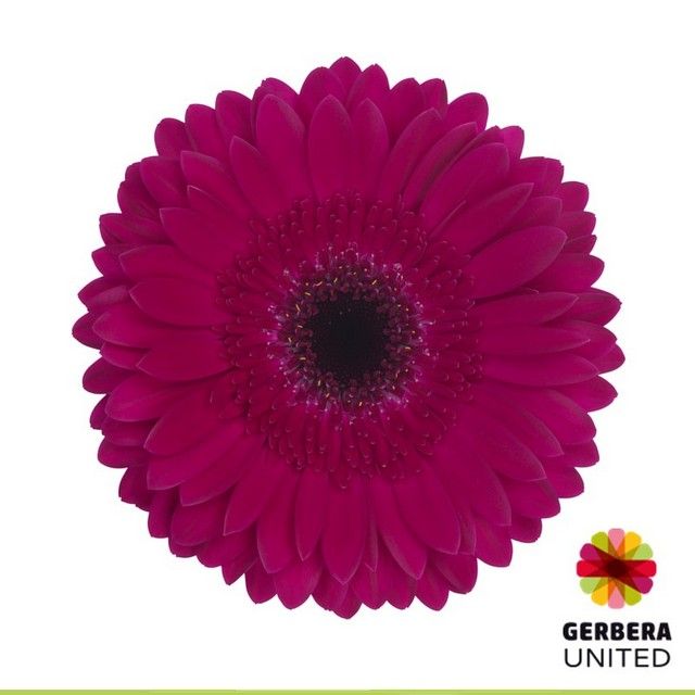 Срезанные цветы оптом Gerbera diamond passoa от 45шт из Голландии с доставкой по России