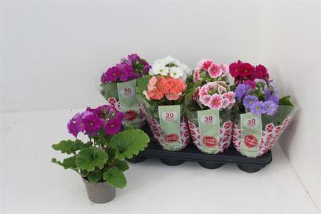 Горшечные цветы и растения оптом Prim Ob Sweetk A Gem от 8шт из Голландии с доставкой по России