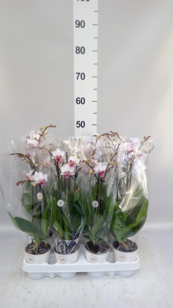 Горшечные цветы и растения оптом Phalaenopsis red Lips от 12шт (для телеги) из Голландии с доставкой по России