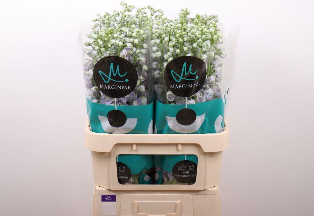 Срезанные цветы оптом Delphinium do triton lavender от 40шт из Голландии с доставкой по России