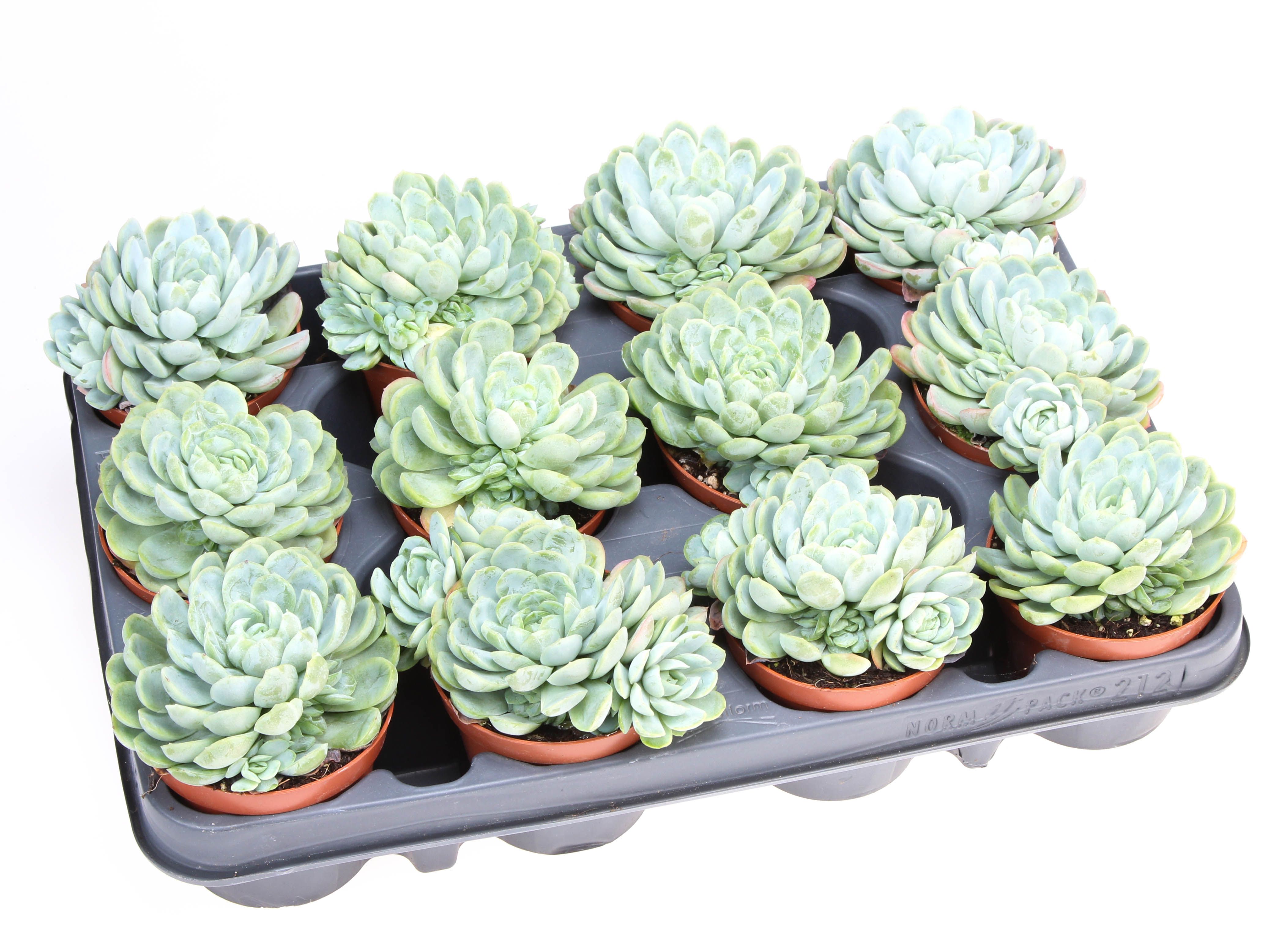 Горшечные цветы и растения оптом Echeveria Elegans от 12шт (для телеги) из Голландии с доставкой по России