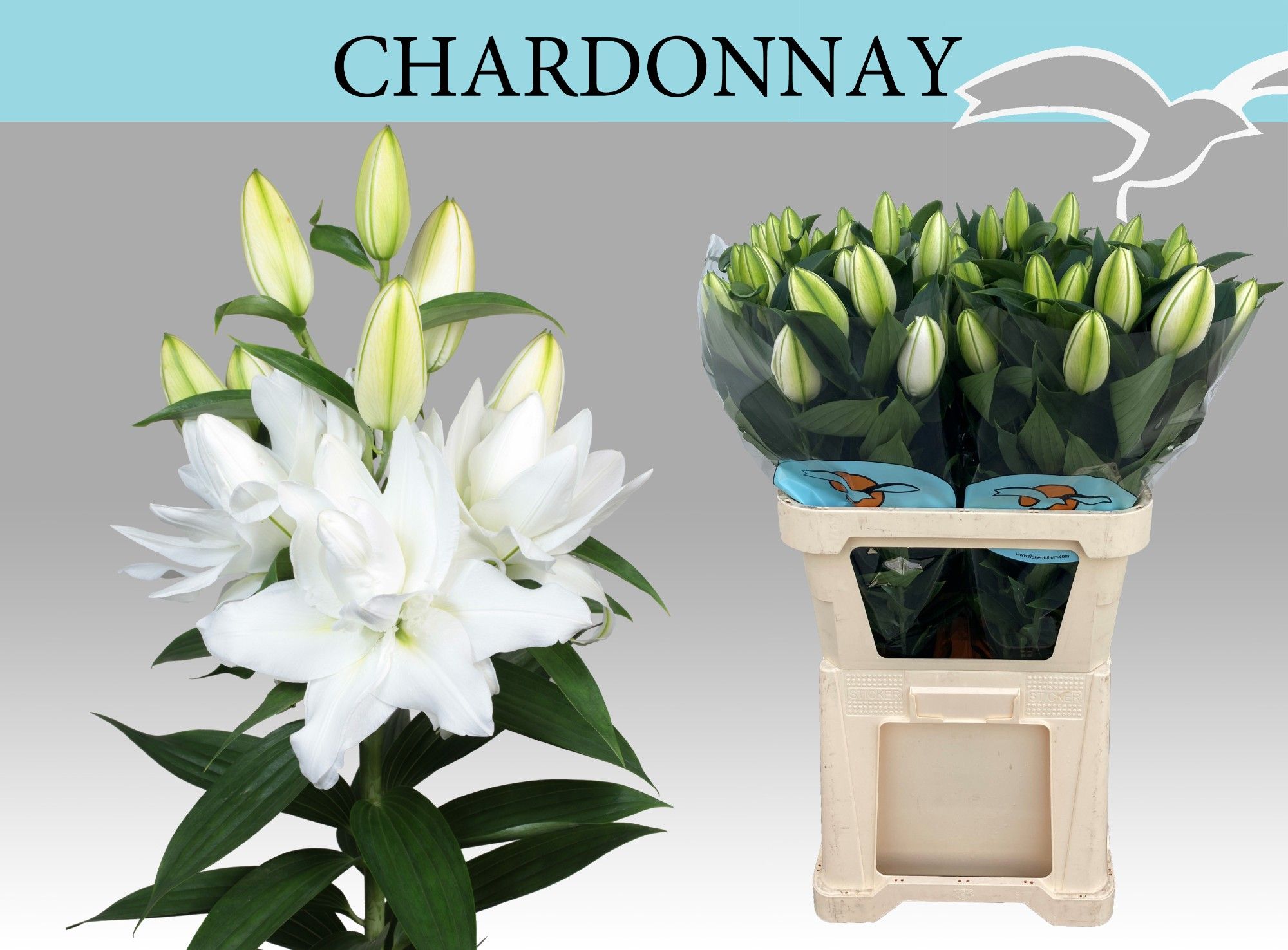 Срезанные цветы оптом Lilium or dbl roselily chardonnay от 20шт из Голландии с доставкой по России
