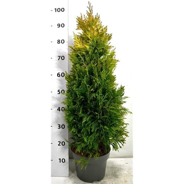 Горшечные цветы и растения оптом Thuja Plic 4 Evergoldy от 1шт из Голландии с доставкой по России