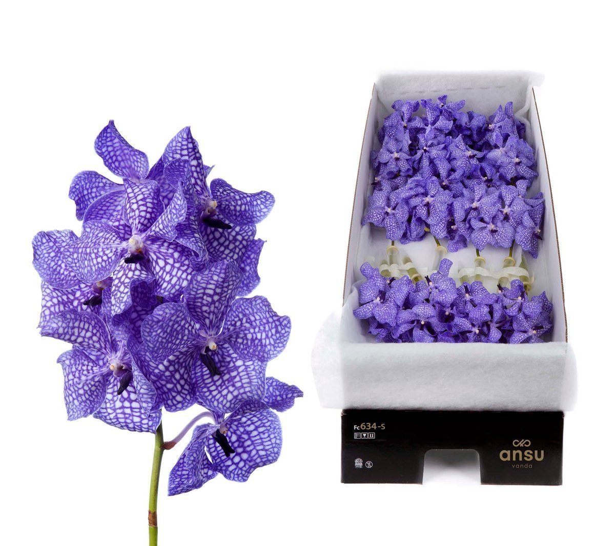 Срезанные цветы оптом Vanda kanchana delft blue per stem от 5шт.. из Голландии с доставкой по России