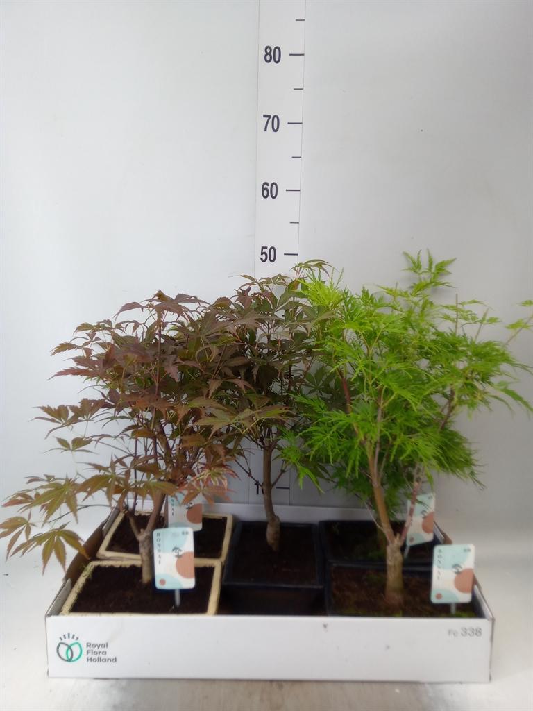 Горшечные цветы и растения оптом Bonsai   ...mix от 5шт из Голландии с доставкой по России