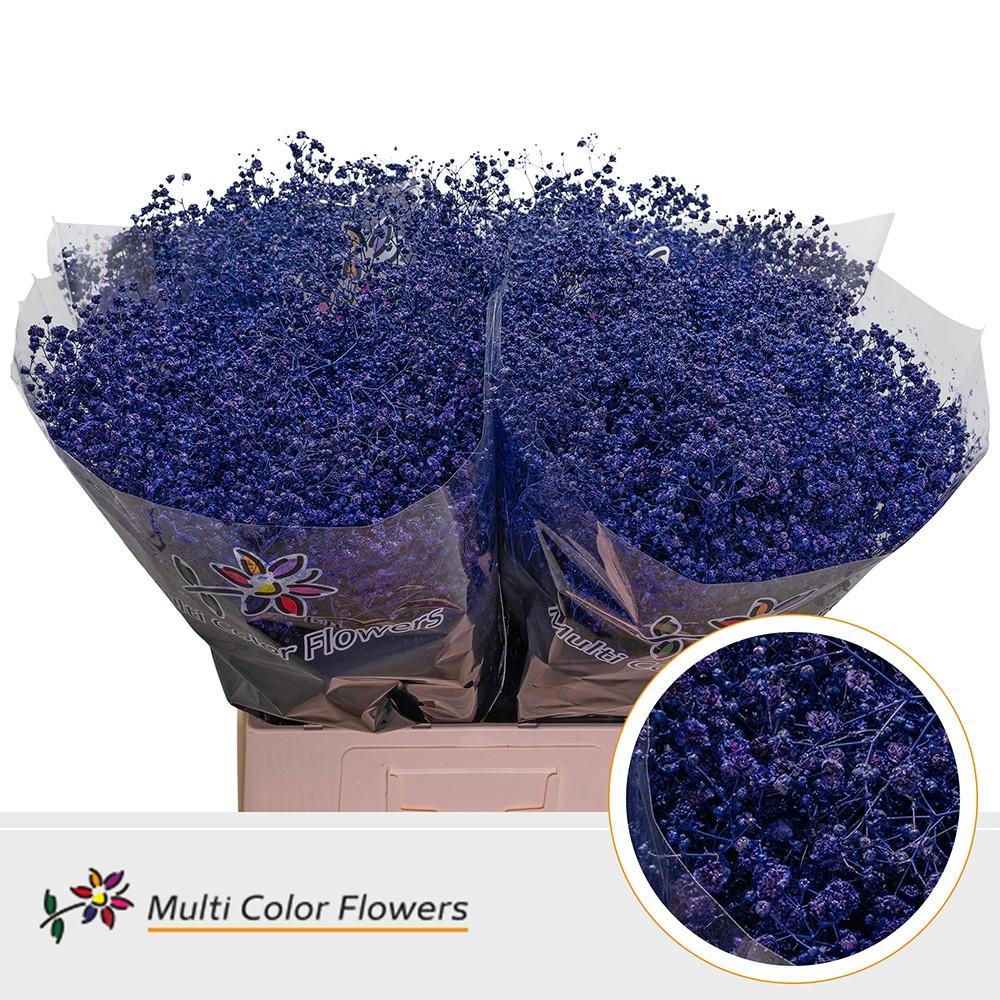 Срезанные цветы оптом Gyps large paint violet dark от 100шт из Голландии с доставкой по России