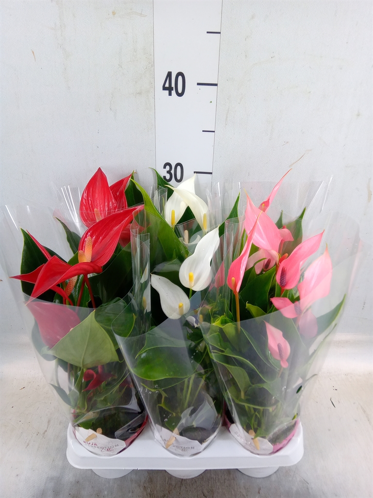 Горшечные цветы и растения оптом Anthurium   ...mix от 6шт (для телеги) из Голландии с доставкой по России