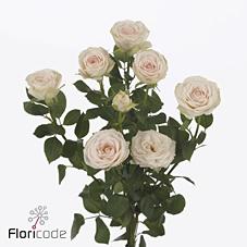 Срезанные цветы оптом Rosa spray sushi от 60шт из Голландии с доставкой по России