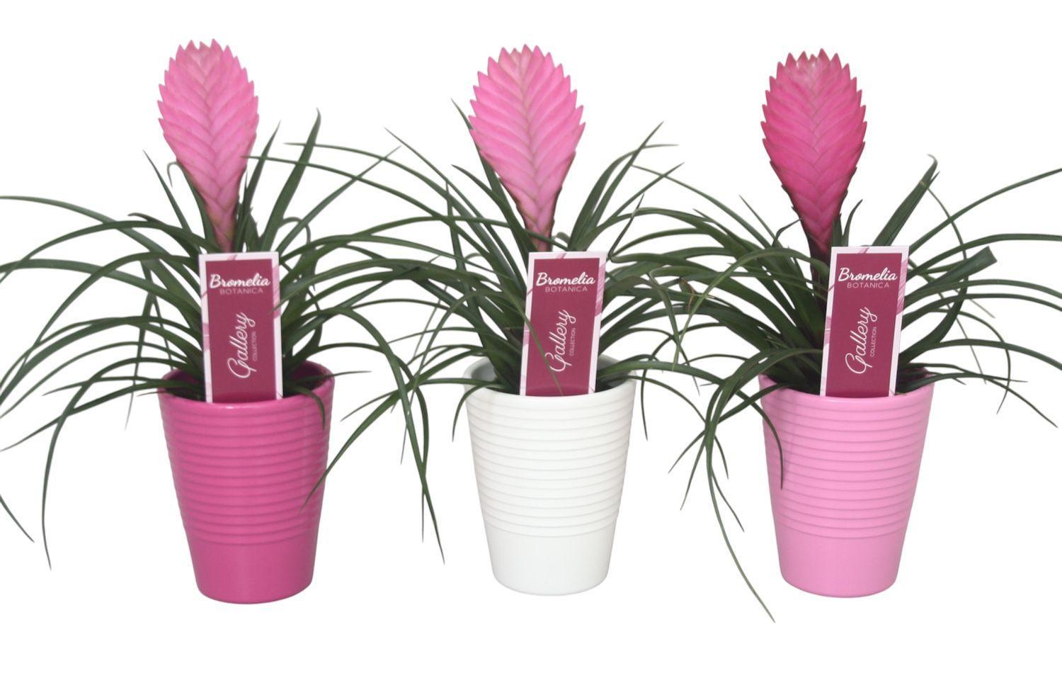 Горшечные цветы и растения оптом Tillandsia Anita от 11шт из Голландии с доставкой по России