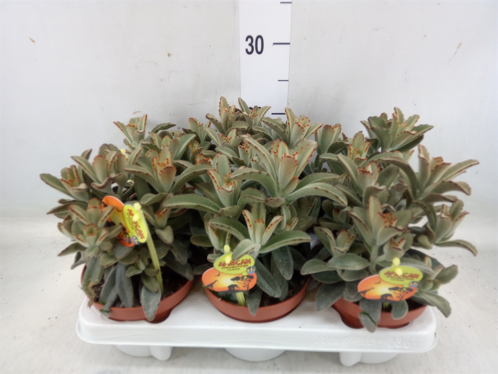 Горшечные цветы и растения оптом Kalanchoe Nf Tomentosa от 6шт из Голландии с доставкой по России