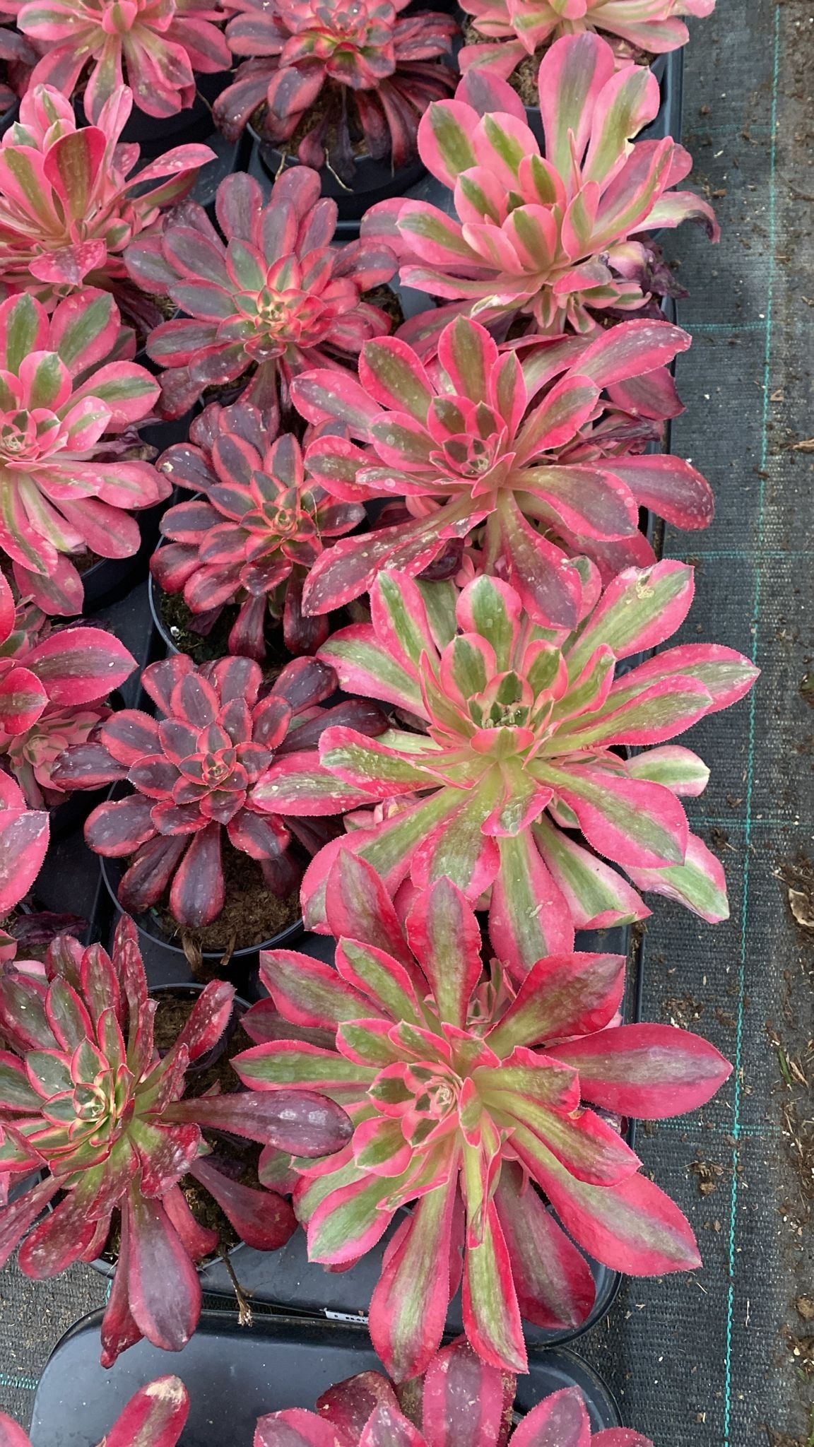 Горшечные цветы и растения оптом Aeon Ov от 8шт из Голландии с доставкой по России