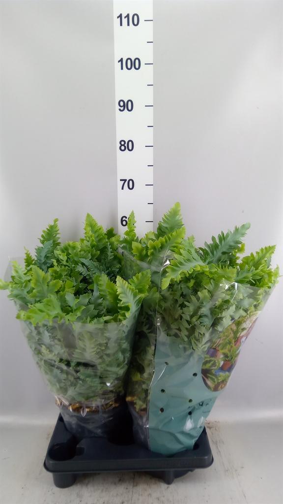 Горшечные цветы и растения оптом Phlebobium Davana Hangpot от 2шт из Голландии с доставкой по России