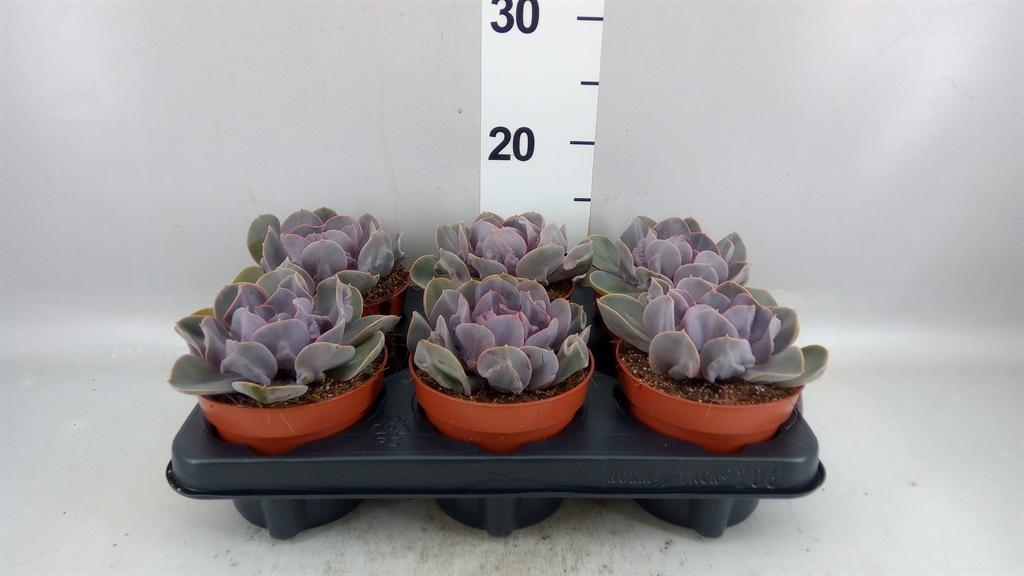 Горшечные цветы и растения оптом Echeveria trompette от 6шт из Голландии с доставкой по России