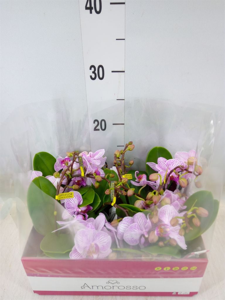Горшечные цветы и растения оптом Phalaenopsis Multi.   ...rose от 8шт (для телеги) из Голландии с доставкой по России