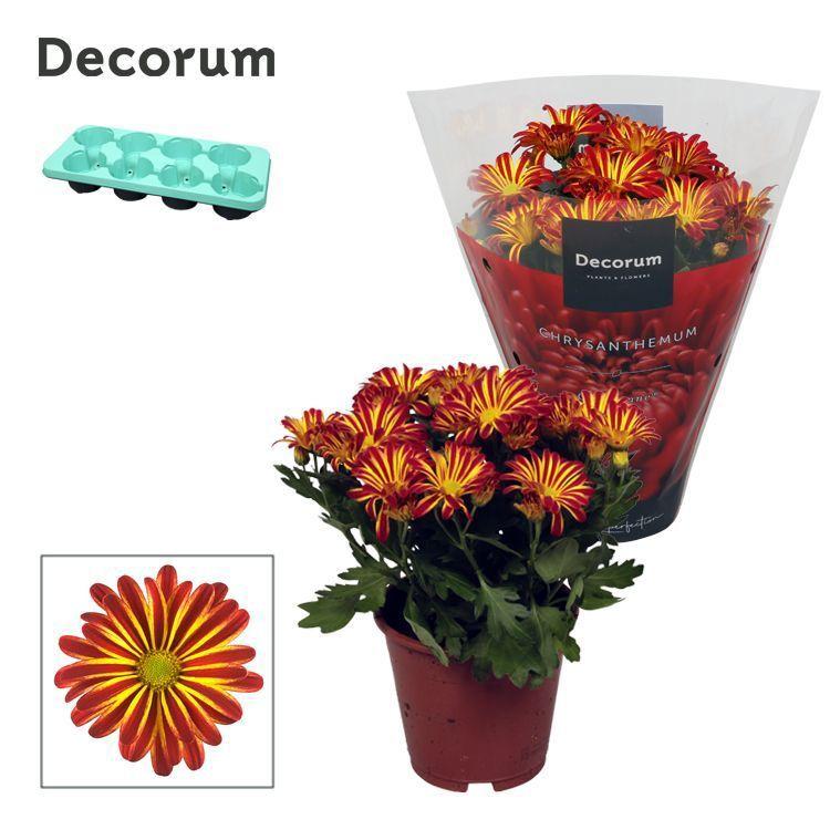 Горшечные цветы и растения оптом Chrys Margarita Bicolor Flame (decorum) от 8шт из Голландии с доставкой по России