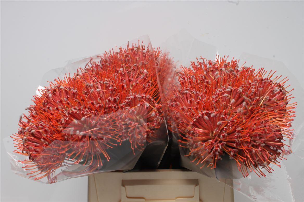 Срезанные цветы оптом Nutans scarlet ribbon от 30шт из Голландии с доставкой по России