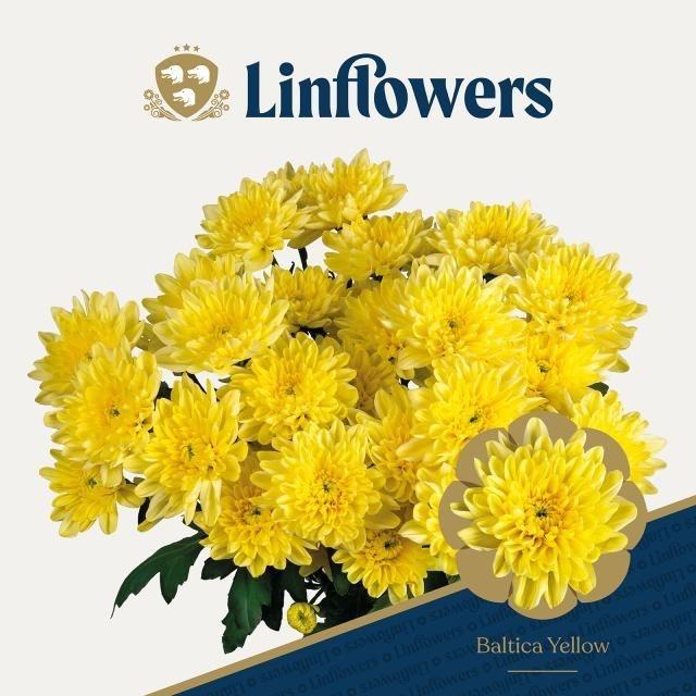 Срезанные цветы оптом Chrys sp baltica yellow от 160шт из Голландии с доставкой по России