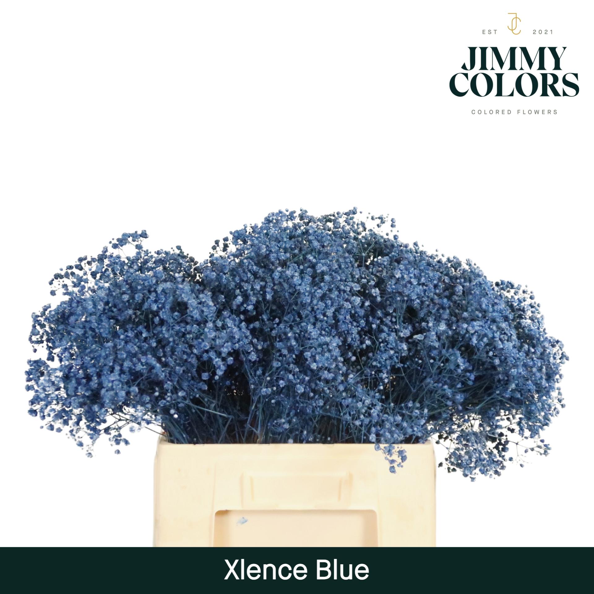 Срезанные цветы оптом Gyps large paint blue от 100шт из Голландии с доставкой по России