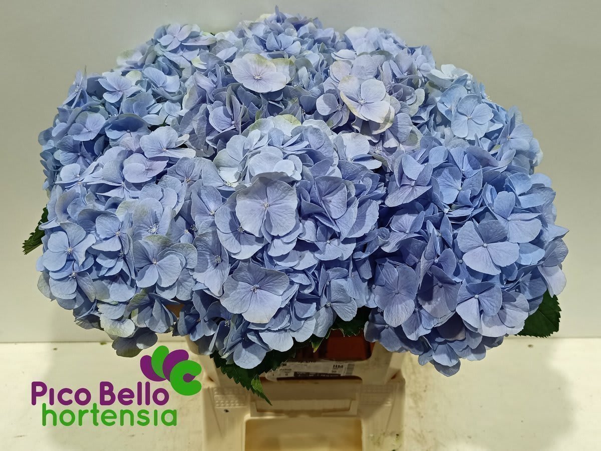 Срезанные цветы оптом Hydrangea verena blue от 10шт... из Голландии с доставкой по России